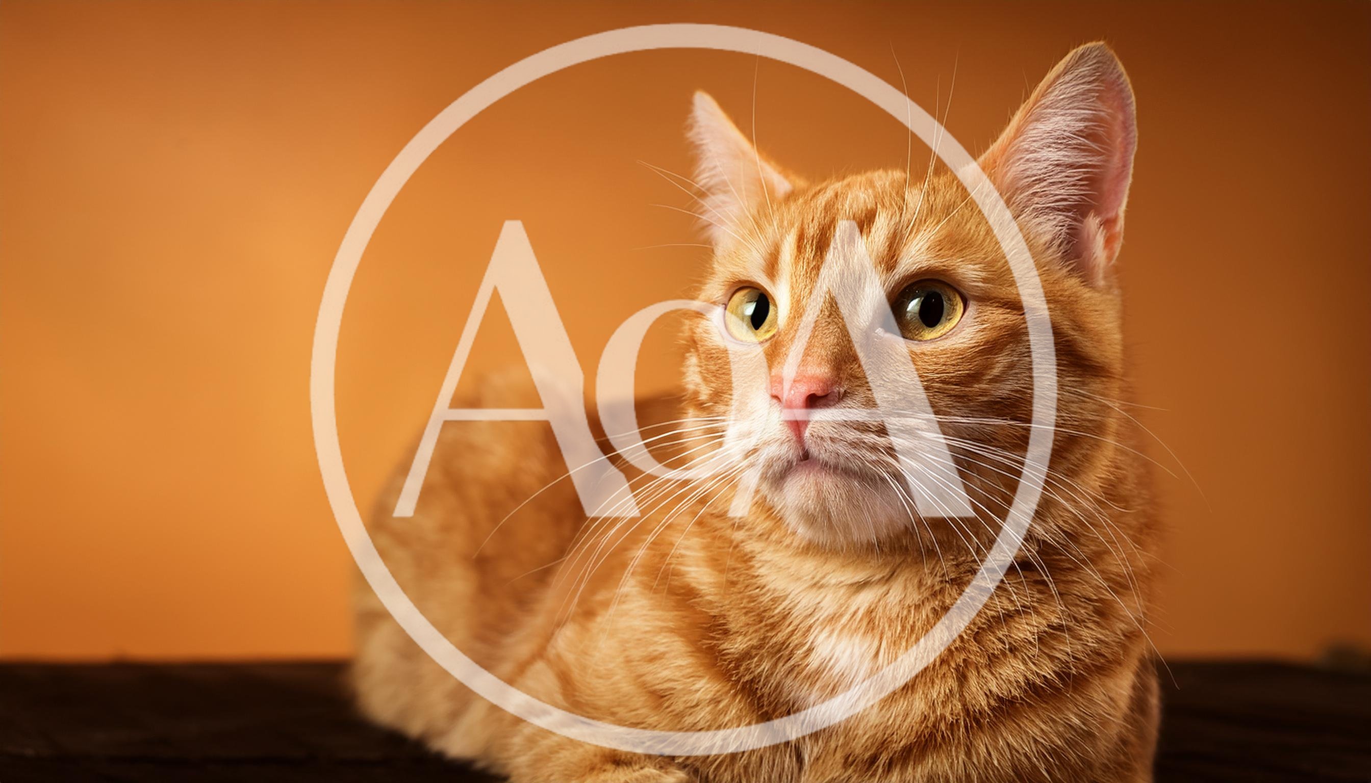 Portrait Of An Orange Tabby Cat On Orange Background