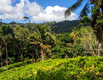Lush Tropical Landscape With Tea Plantation And Palm Trees