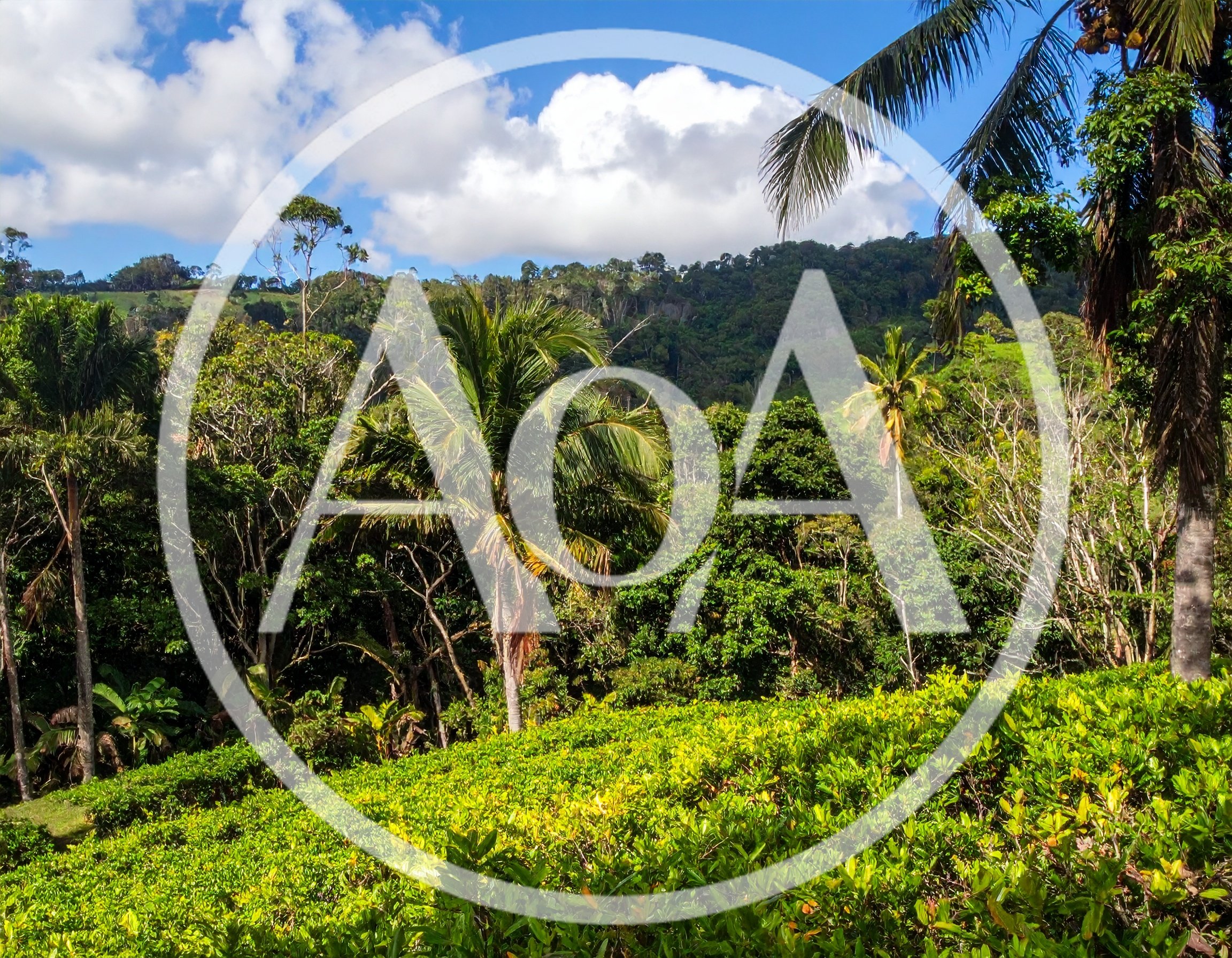 Lush Tropical Landscape With Tea Plantation And Palm Trees