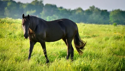 Black Horse Standing In A Sunny Green Meadow