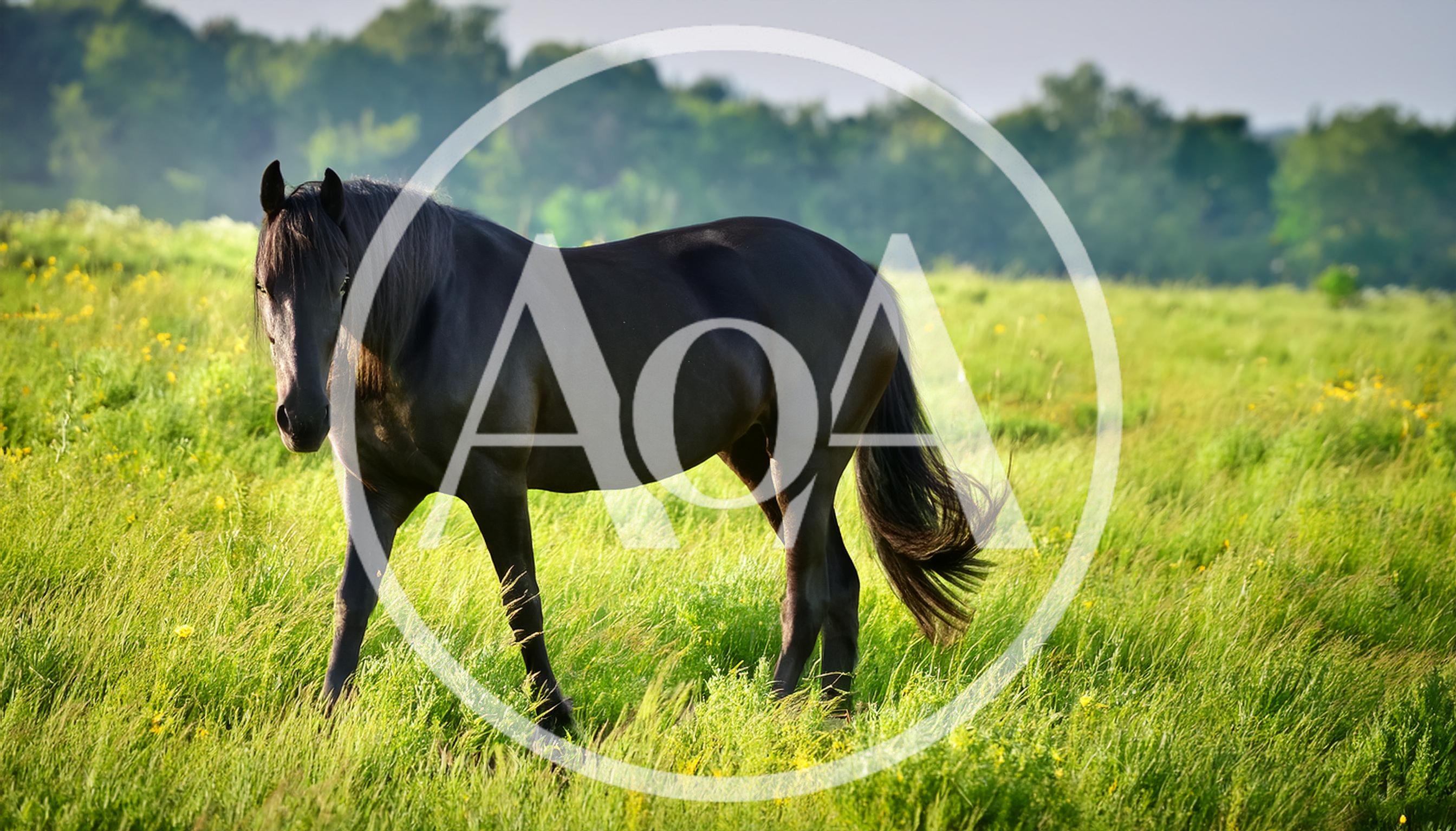 Black Horse Standing In A Sunny Green Meadow