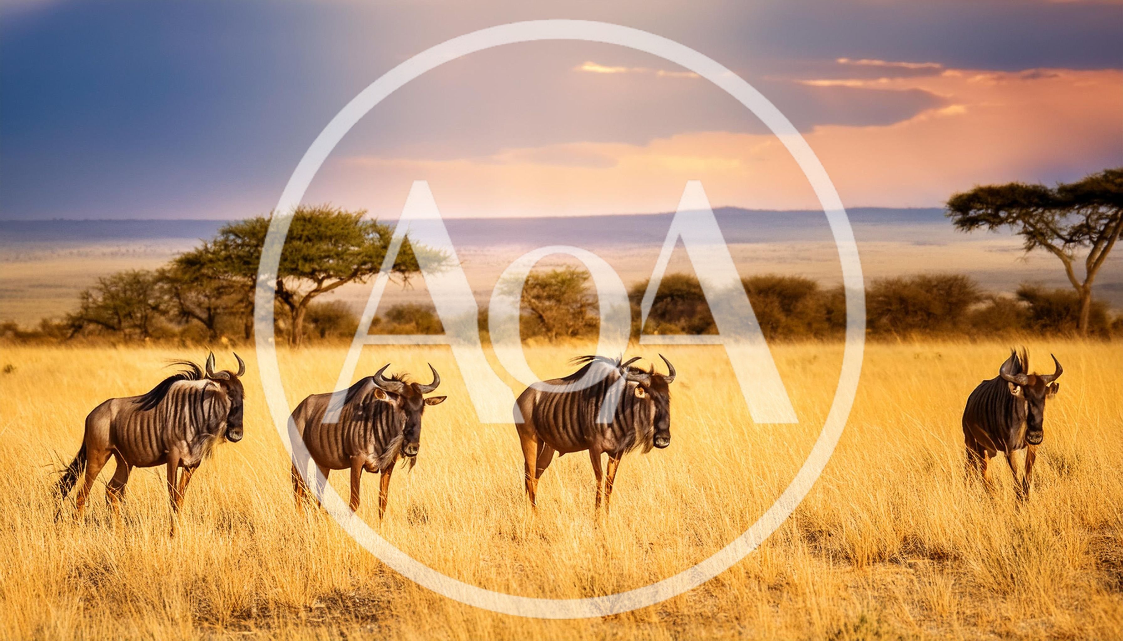 Four Blue Wildebeest Standing In The Serengeti Grasslands