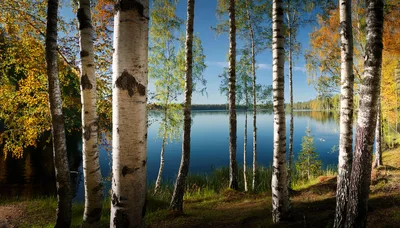 Birch Trees Along A Calm Forest Lake