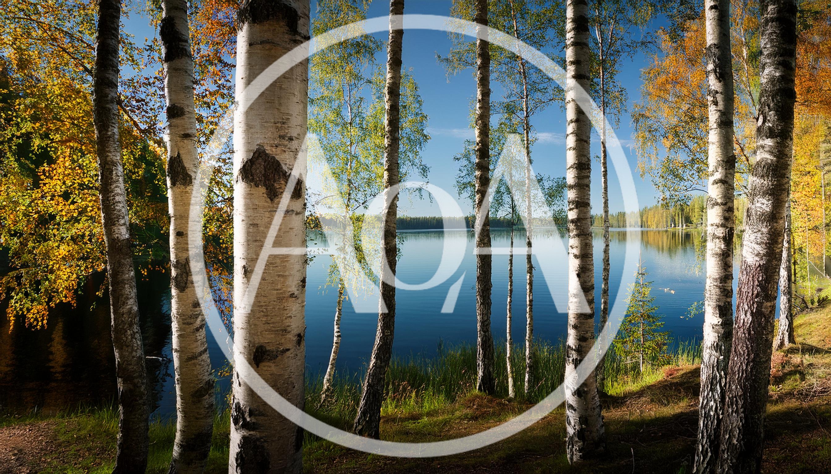 Birch Trees Along A Calm Forest Lake