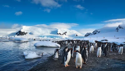 Gentoo Penguin Colony on Antarctic Shoreline