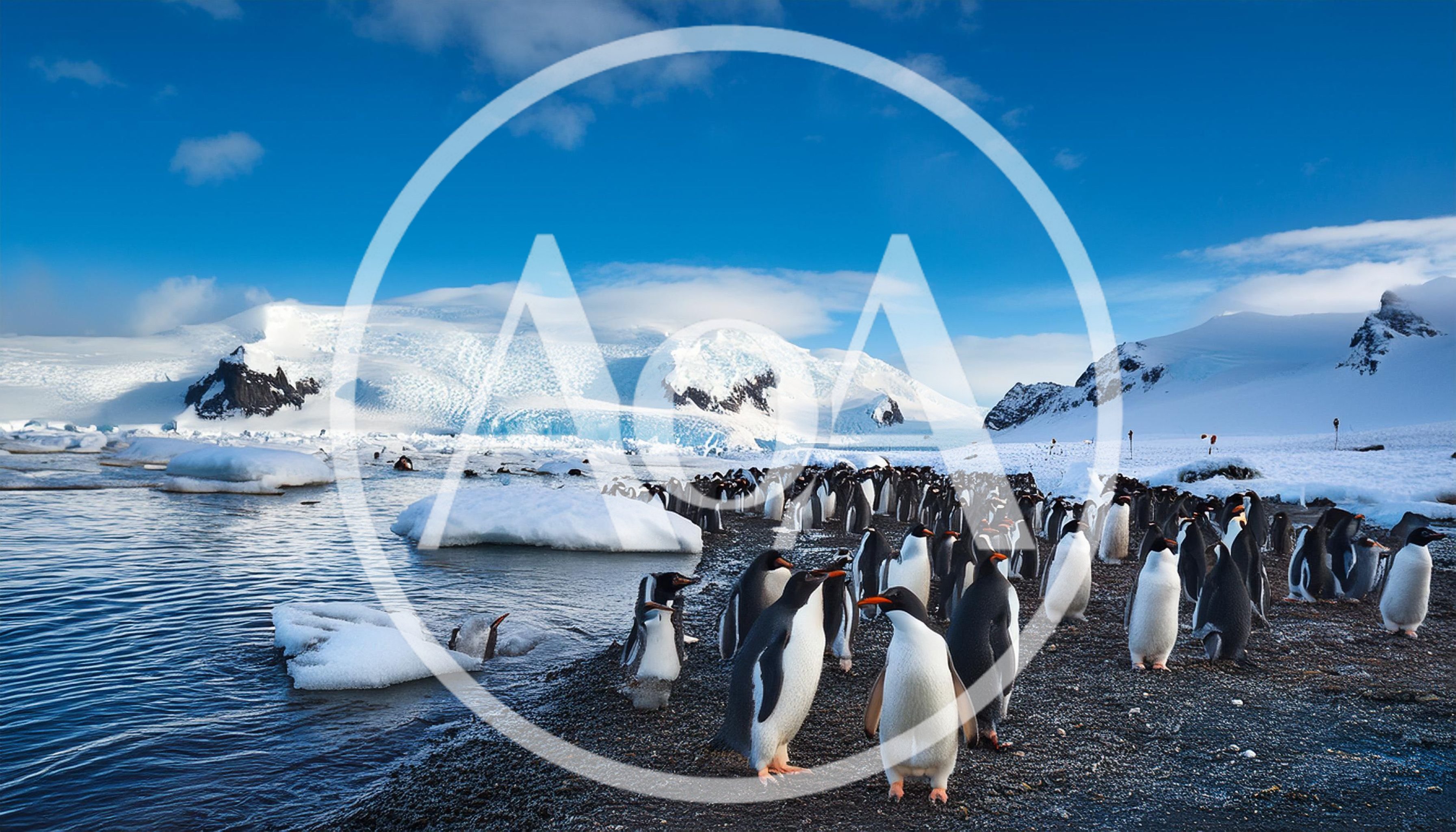 Gentoo Penguin Colony on Antarctic Shoreline
