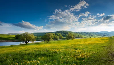 Scenic Landscape With Yellow Wildflowers And A Calm Lake