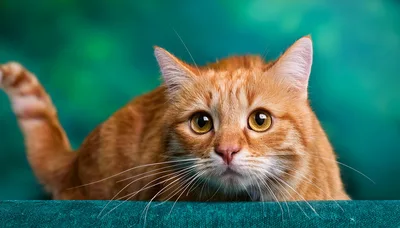 Portrait Of An Orange Tabby Cat Looking Forward