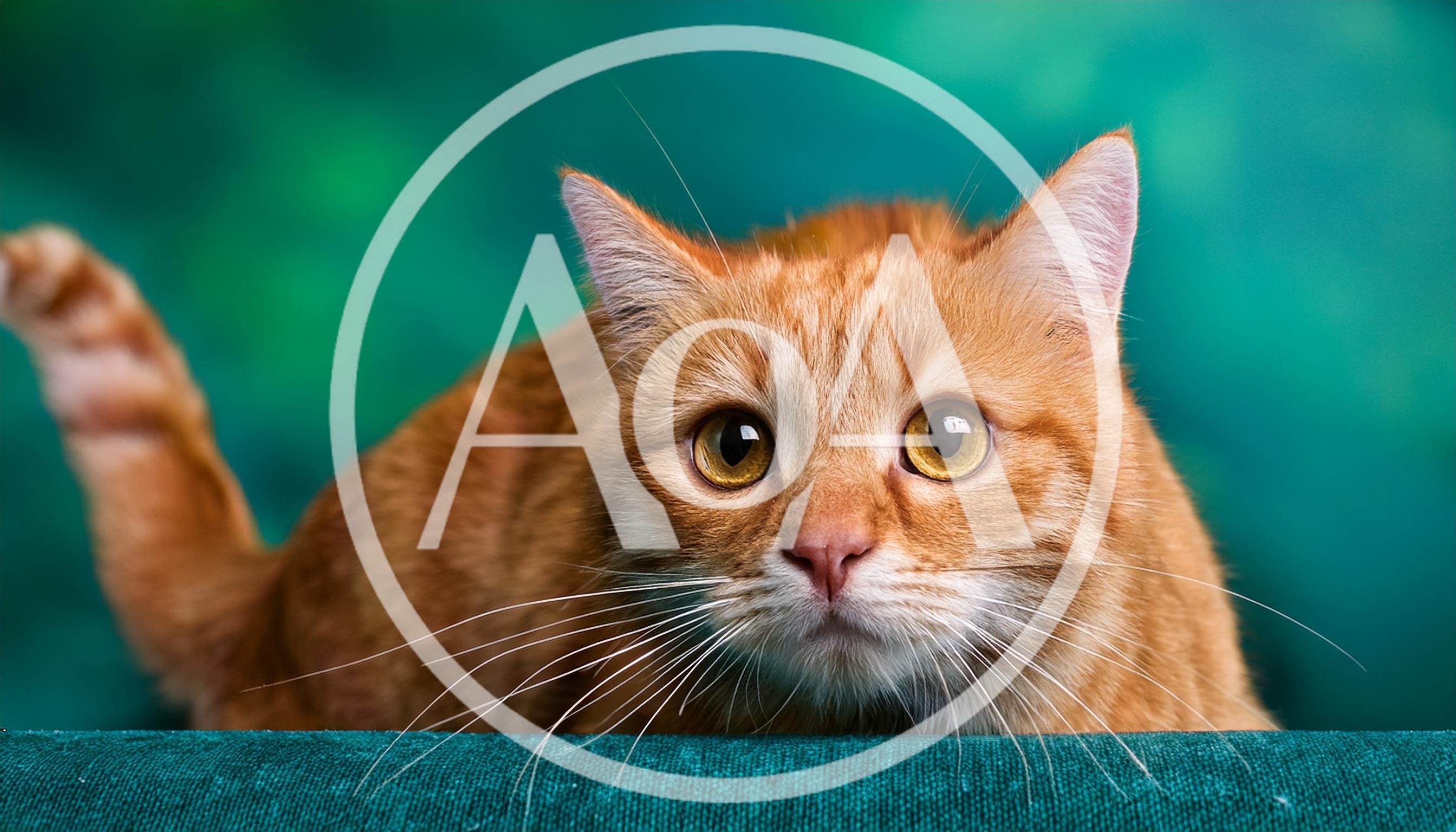 Portrait Of An Orange Tabby Cat Looking Forward