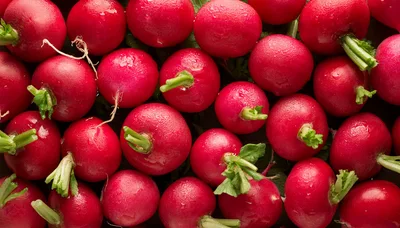 Fresh Red Radishes Background