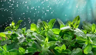 Fresh Green Mint Leaves With Water Droplets