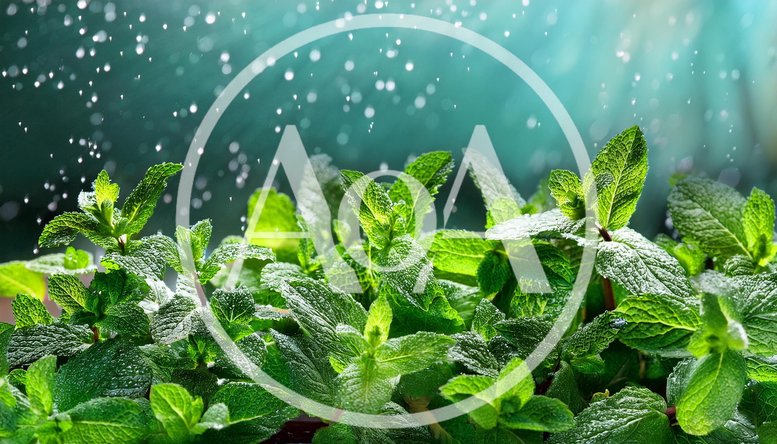Fresh Green Mint Leaves With Water Droplets