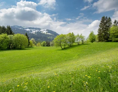 Lush Green Alpine Meadow With Snow Capped Mountains