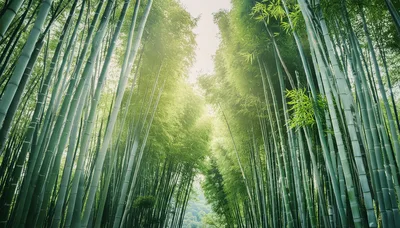Low Angle View Of Tall Bamboo Forest