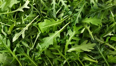Fresh Organic Arugula Leaves Background