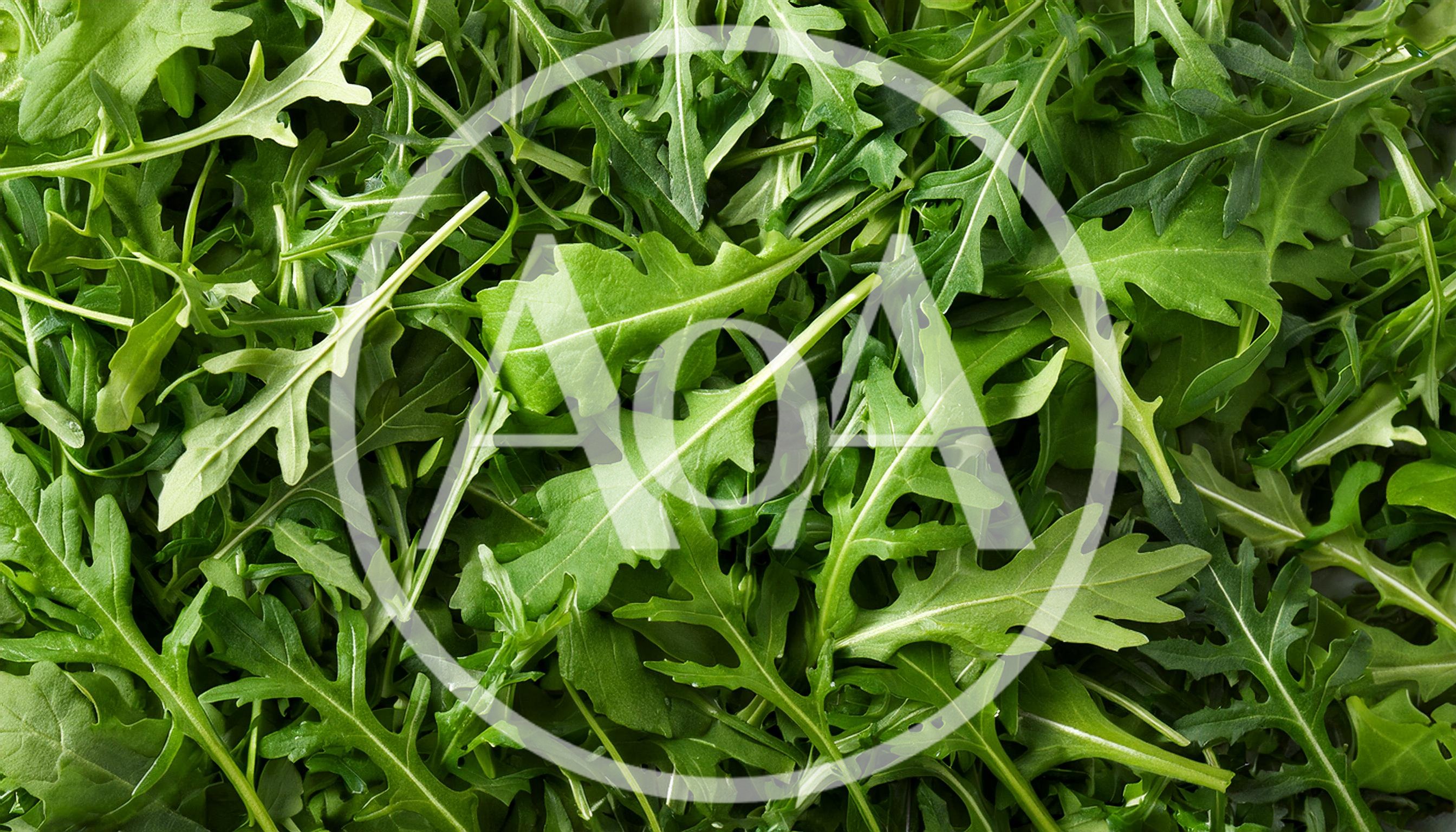 Fresh Organic Arugula Leaves Background