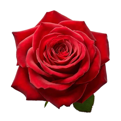 Single Vibrant Red Rose Isolated On White Background
