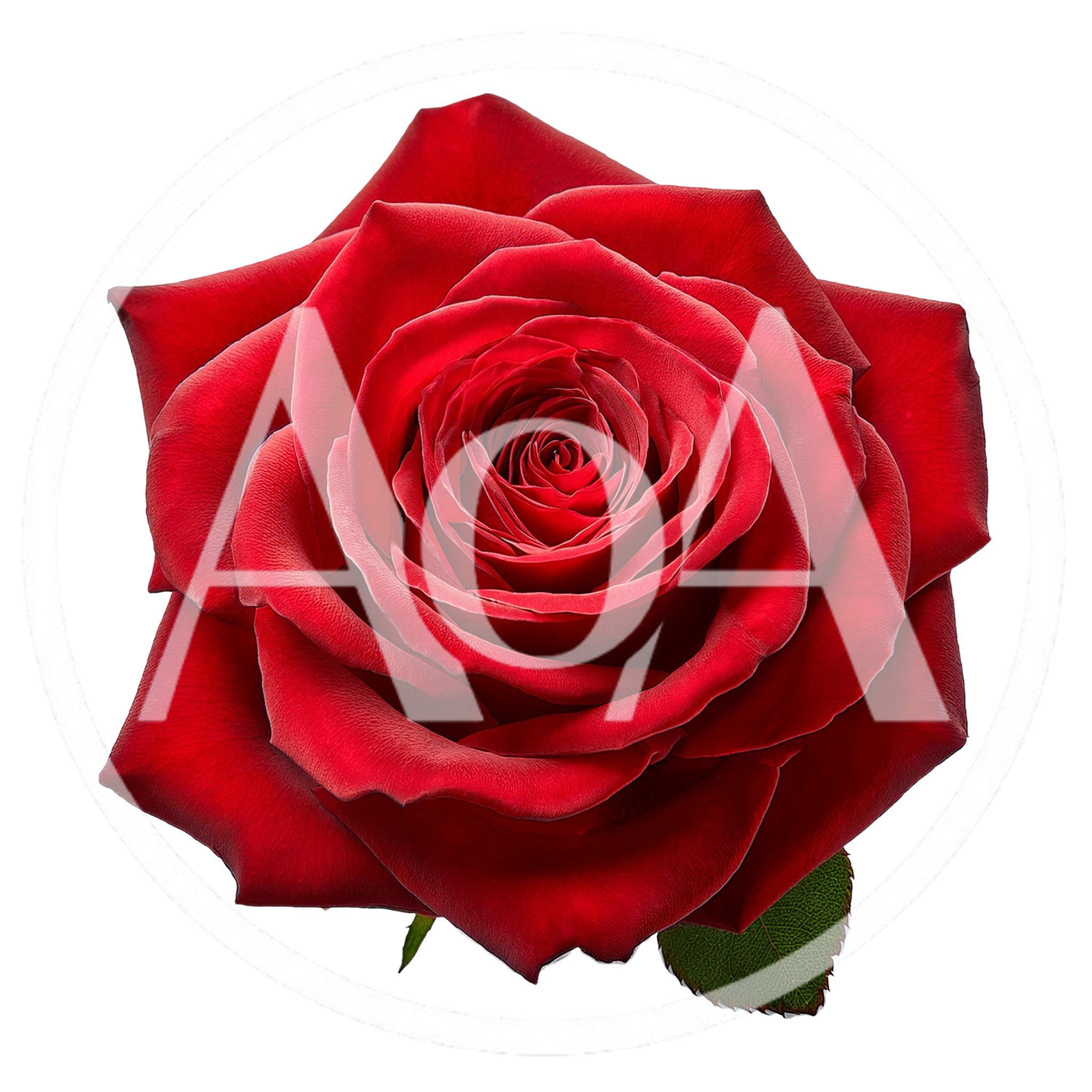 Single Vibrant Red Rose Isolated On White Background
