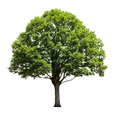 Large Deciduous Tree With Lush Green Foliage