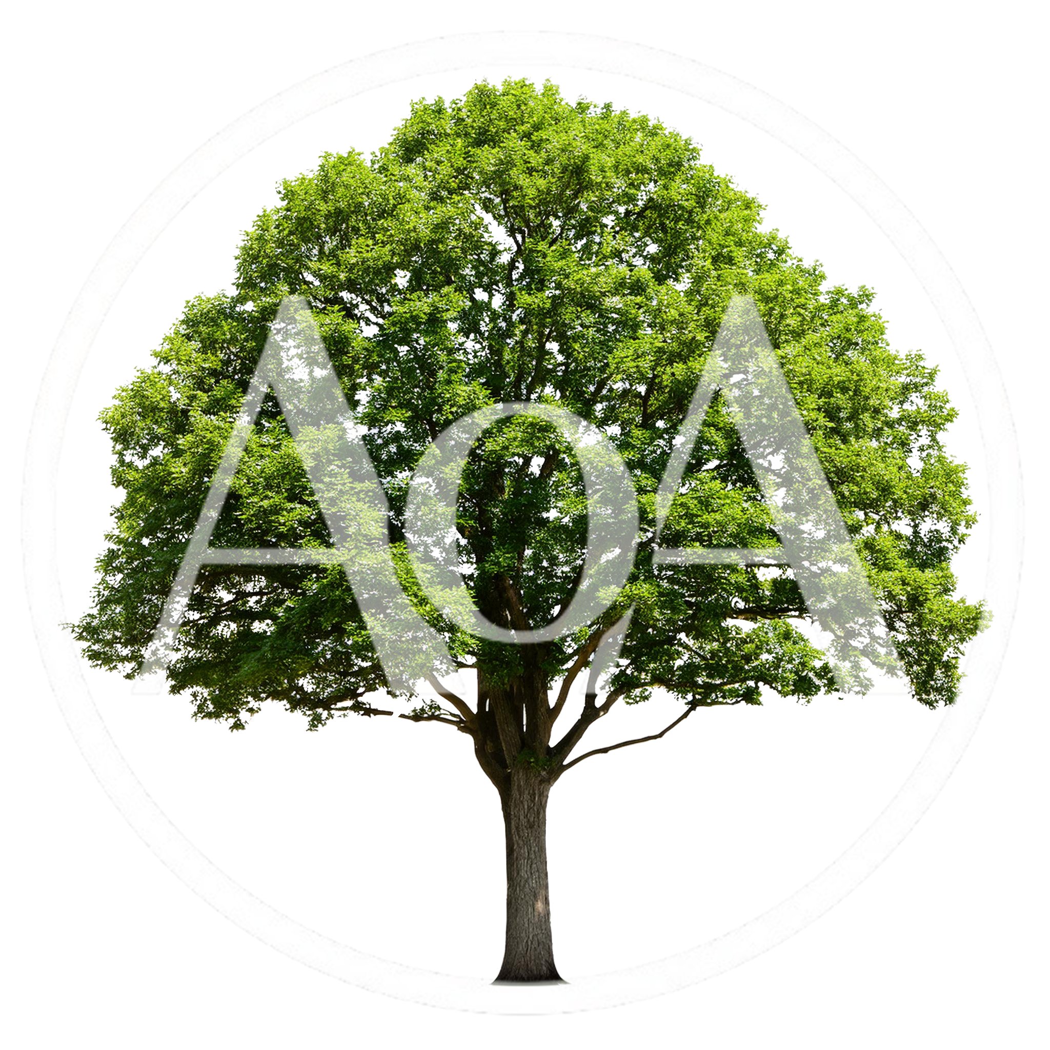 Large Deciduous Tree With Lush Green Foliage