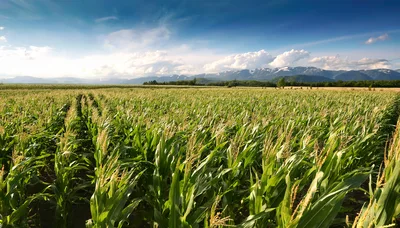 Vast Green Cornfield Under A Dramatic Mountain Sky