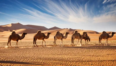 Caravan Of Camels Walking Across The Sahara Desert