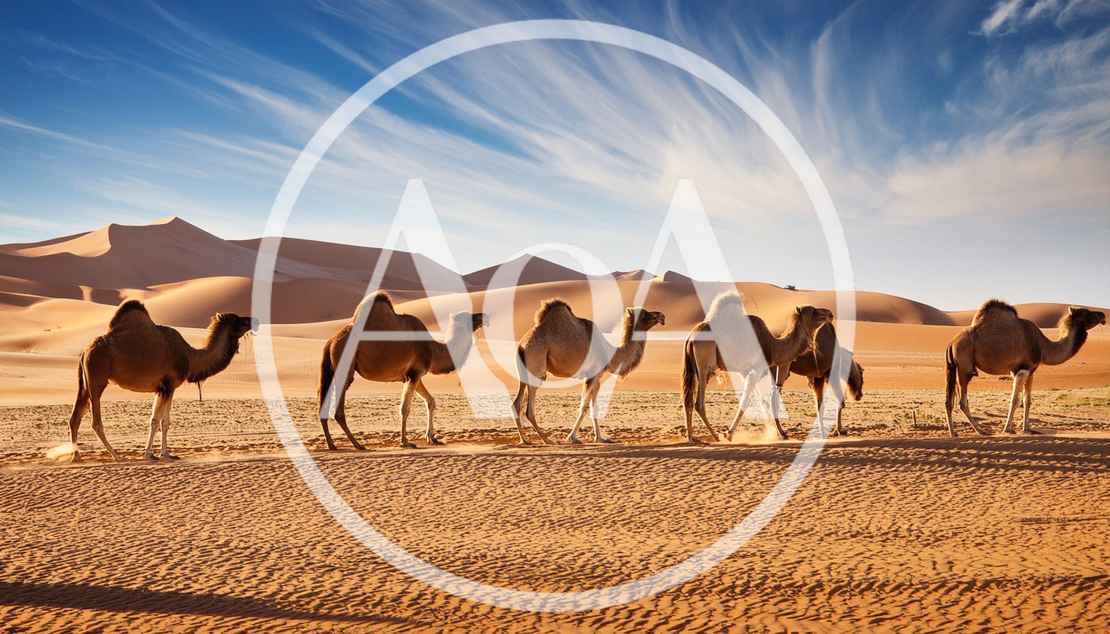 Caravan Of Camels Walking Across The Sahara Desert