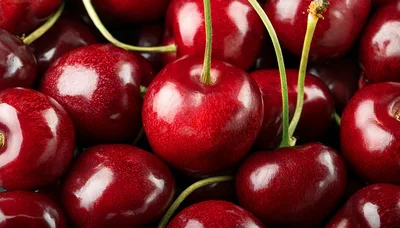 Fresh Ripe Red Cherries Close Up