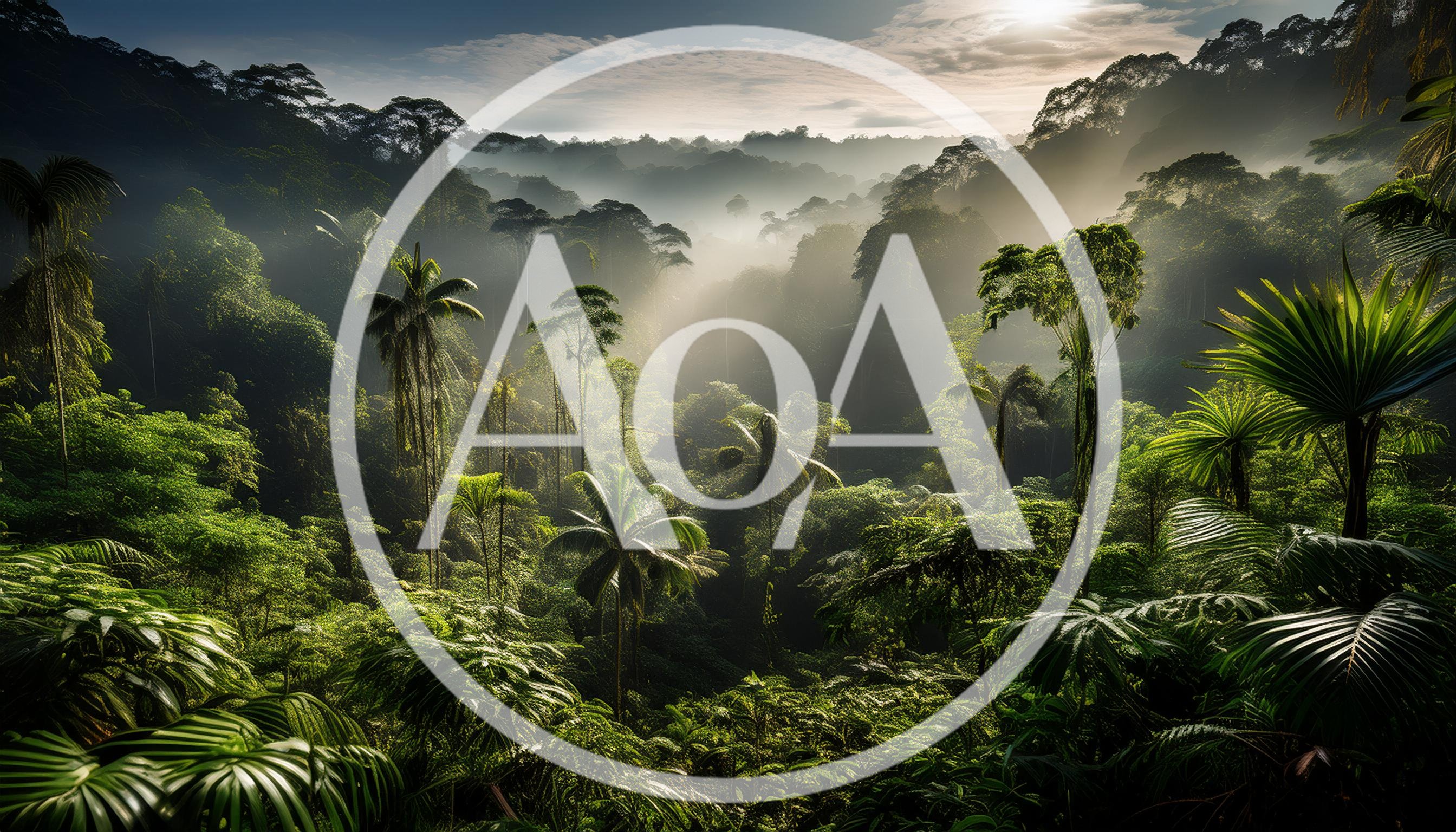 Lush Tropical Rainforest Canopy at Sunrise