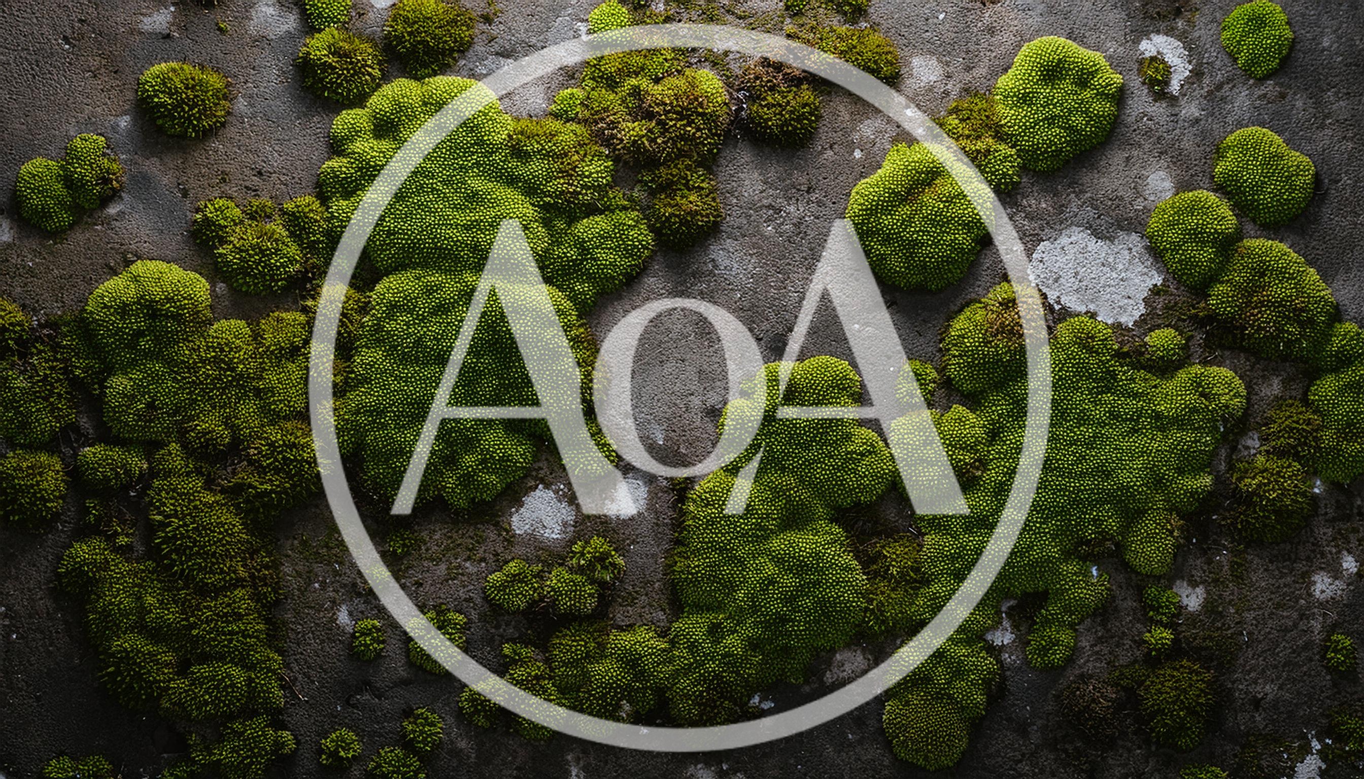 Vibrant Green Moss Growing On Dark Textured Stone Surface
