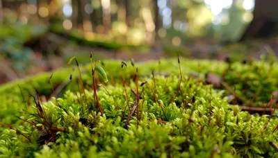 Macro View Of Green Moss With Sporophytes In Forest