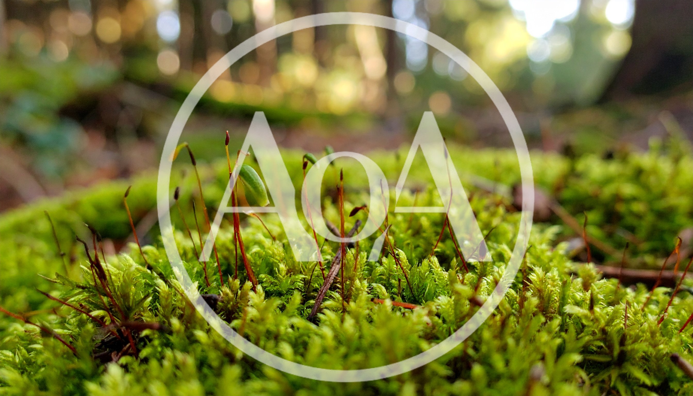 Macro View Of Green Moss With Sporophytes In Forest