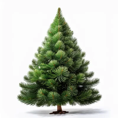 Isolated Lush Green Christmas Tree On White Background