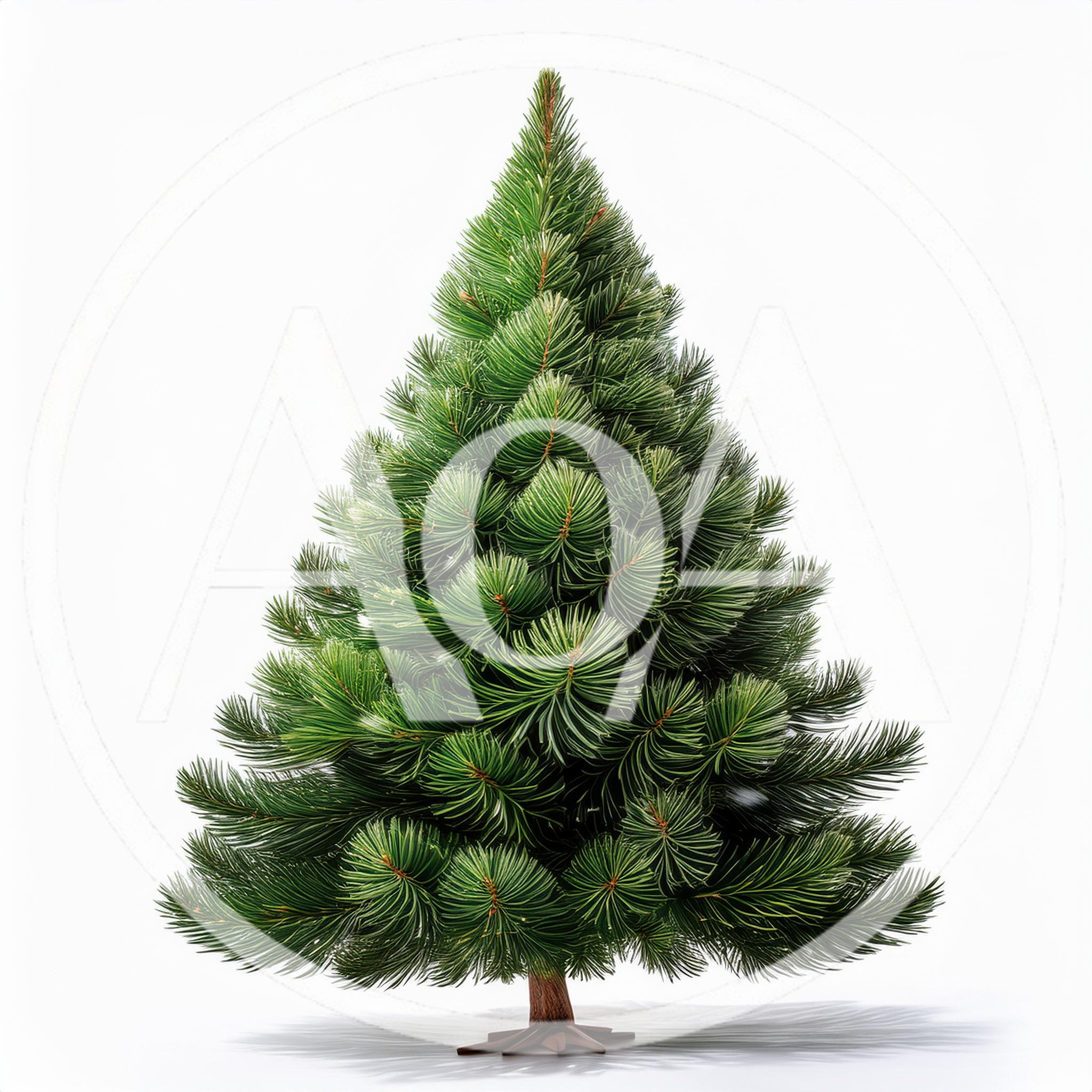 Isolated Lush Green Christmas Tree On White Background