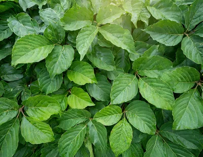 Lush Green Dogwood Leaves Background