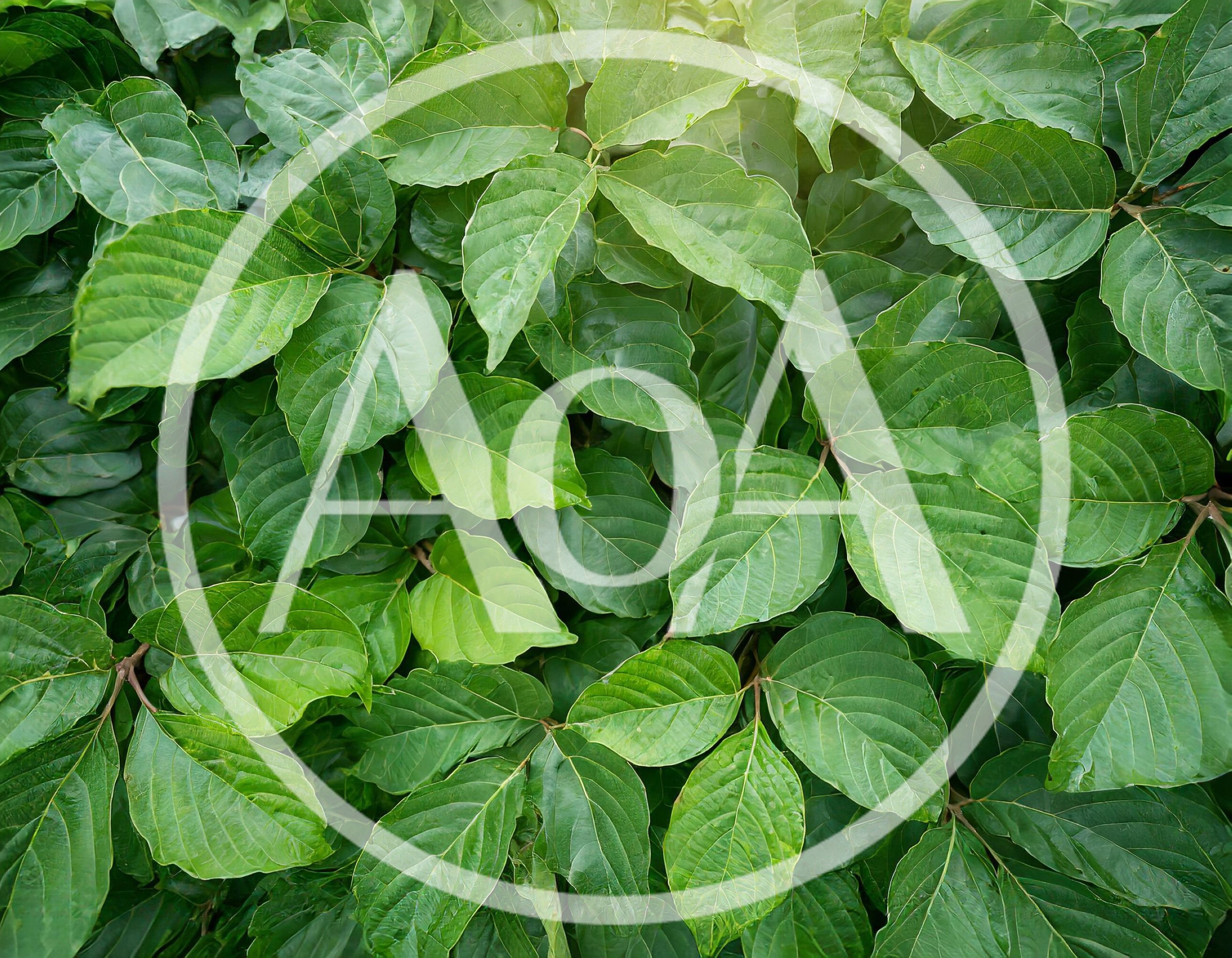 Lush Green Dogwood Leaves Background