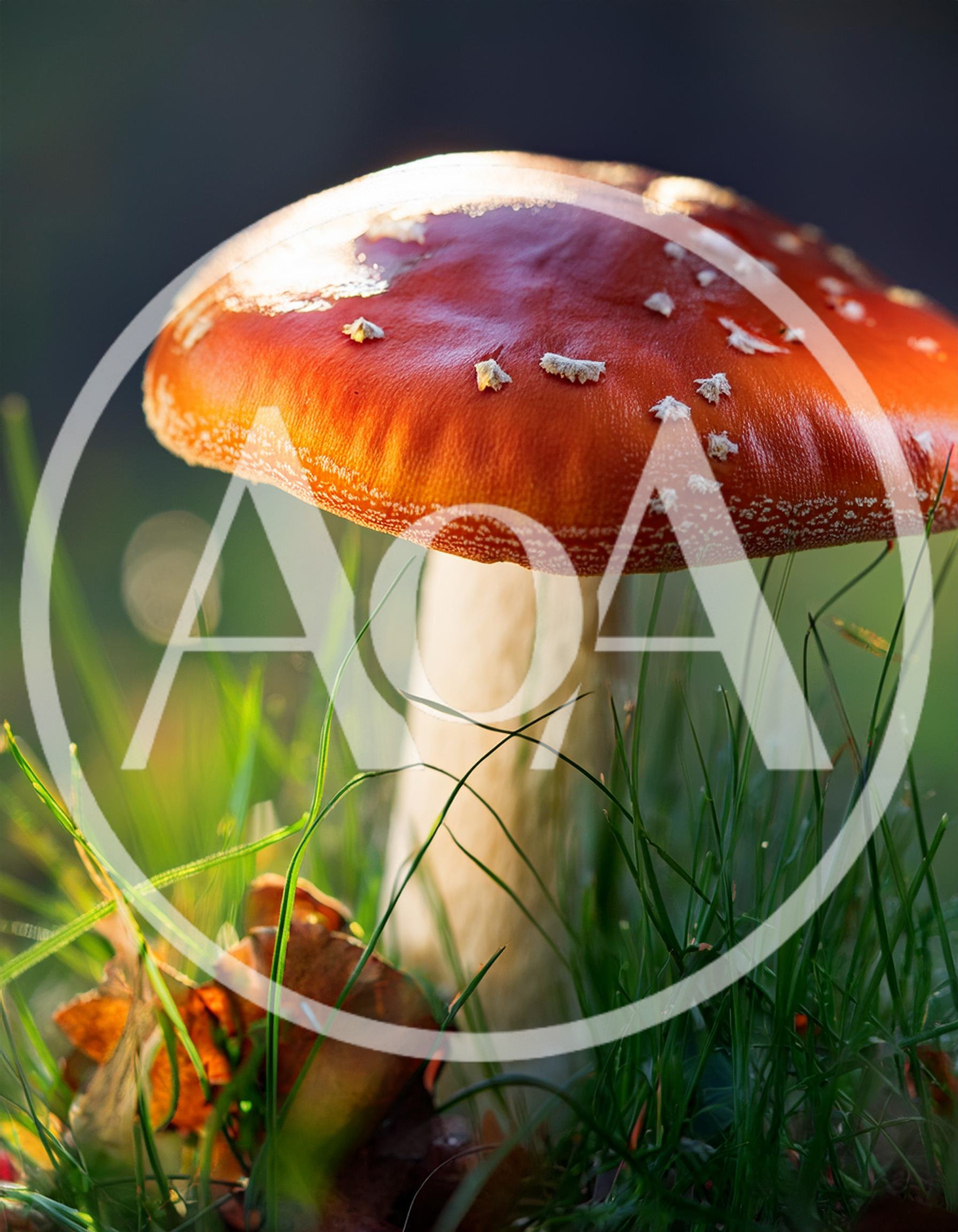 Amanita Muscaria Mushroom Growing In Green Grass