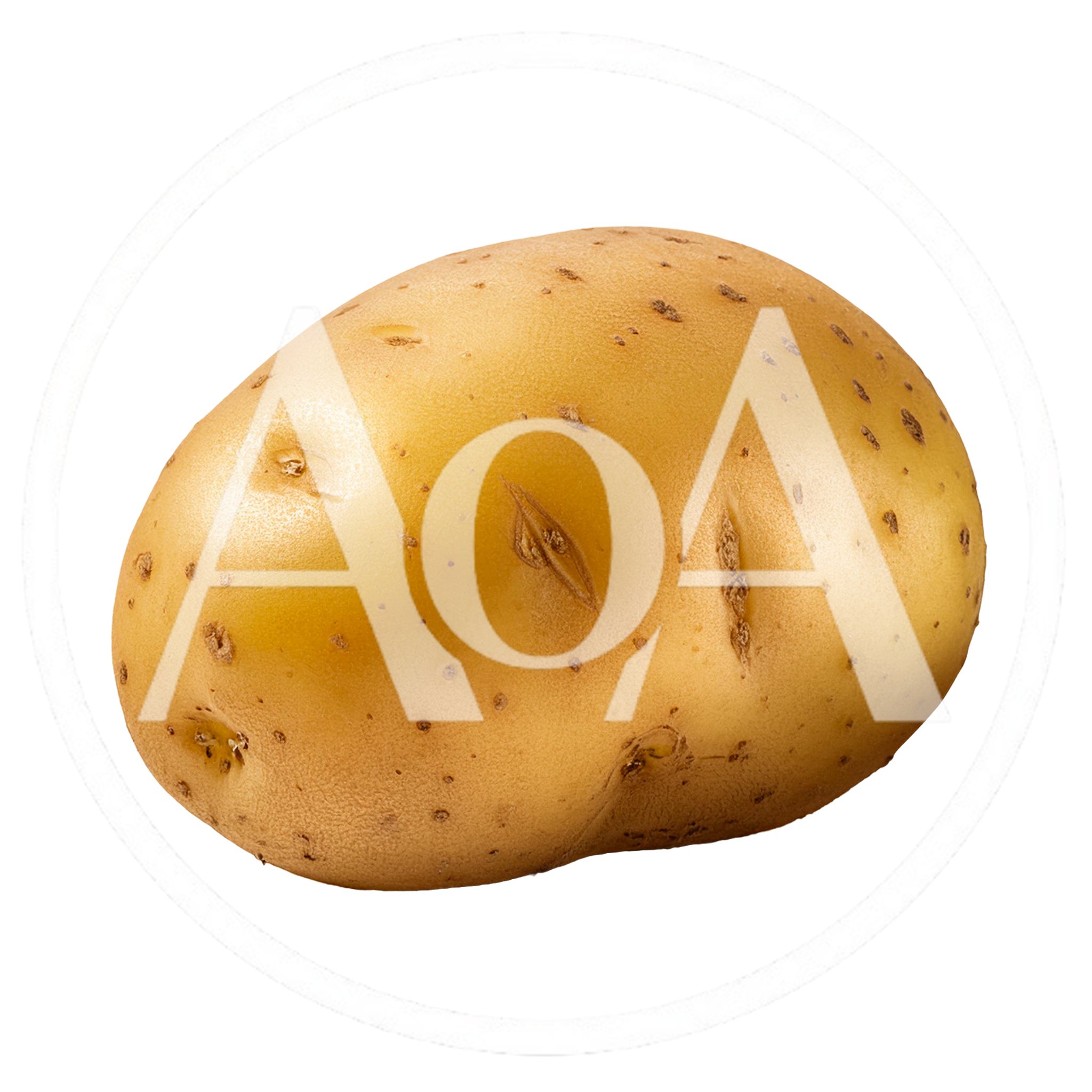 Single Raw Gold Potato Isolated On White Background