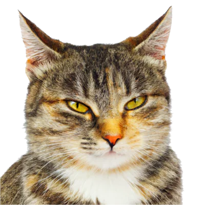 Portrait Of A Tabby Cat With Yellow Eyes