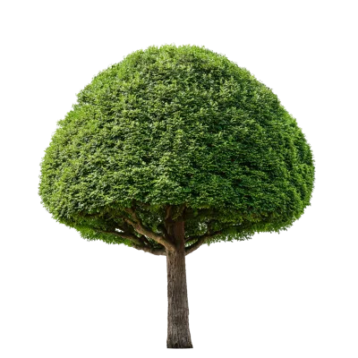 Isolated Topiary Tree With Rounded Canopy