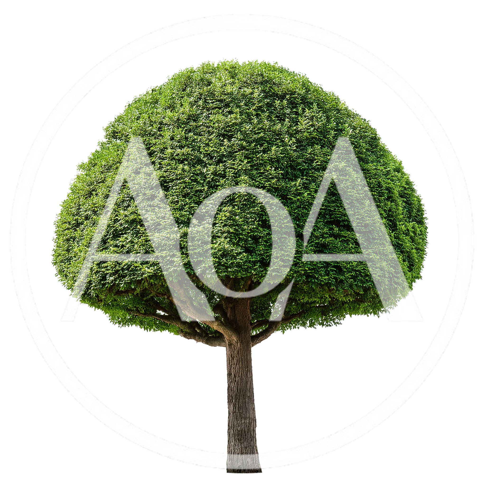Isolated Topiary Tree With Rounded Canopy