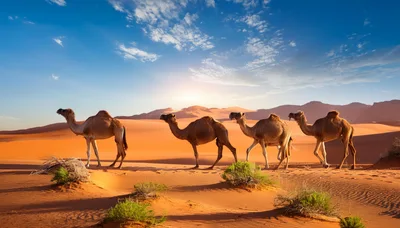 Four Camels Walking Across The Vast Desert Landscape