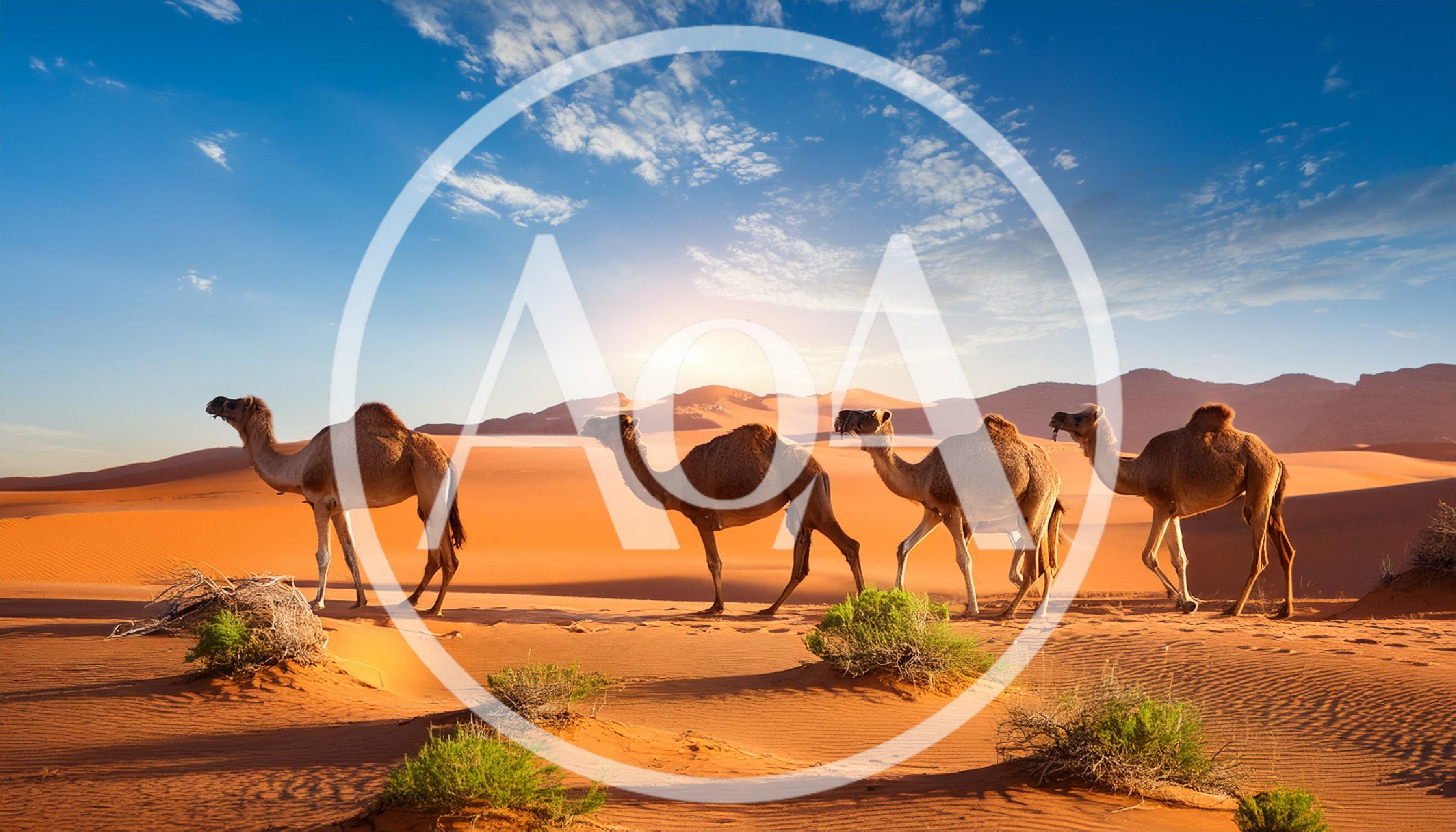 Four Camels Walking Across The Vast Desert Landscape