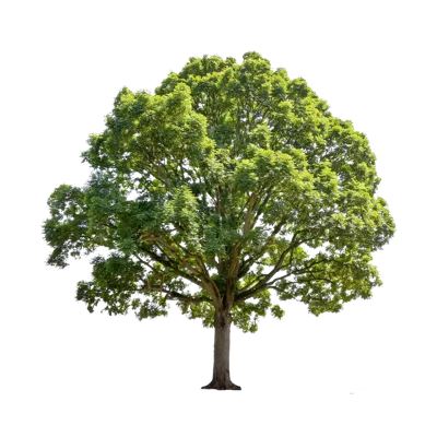 Large Deciduous Tree Isolated On White Background