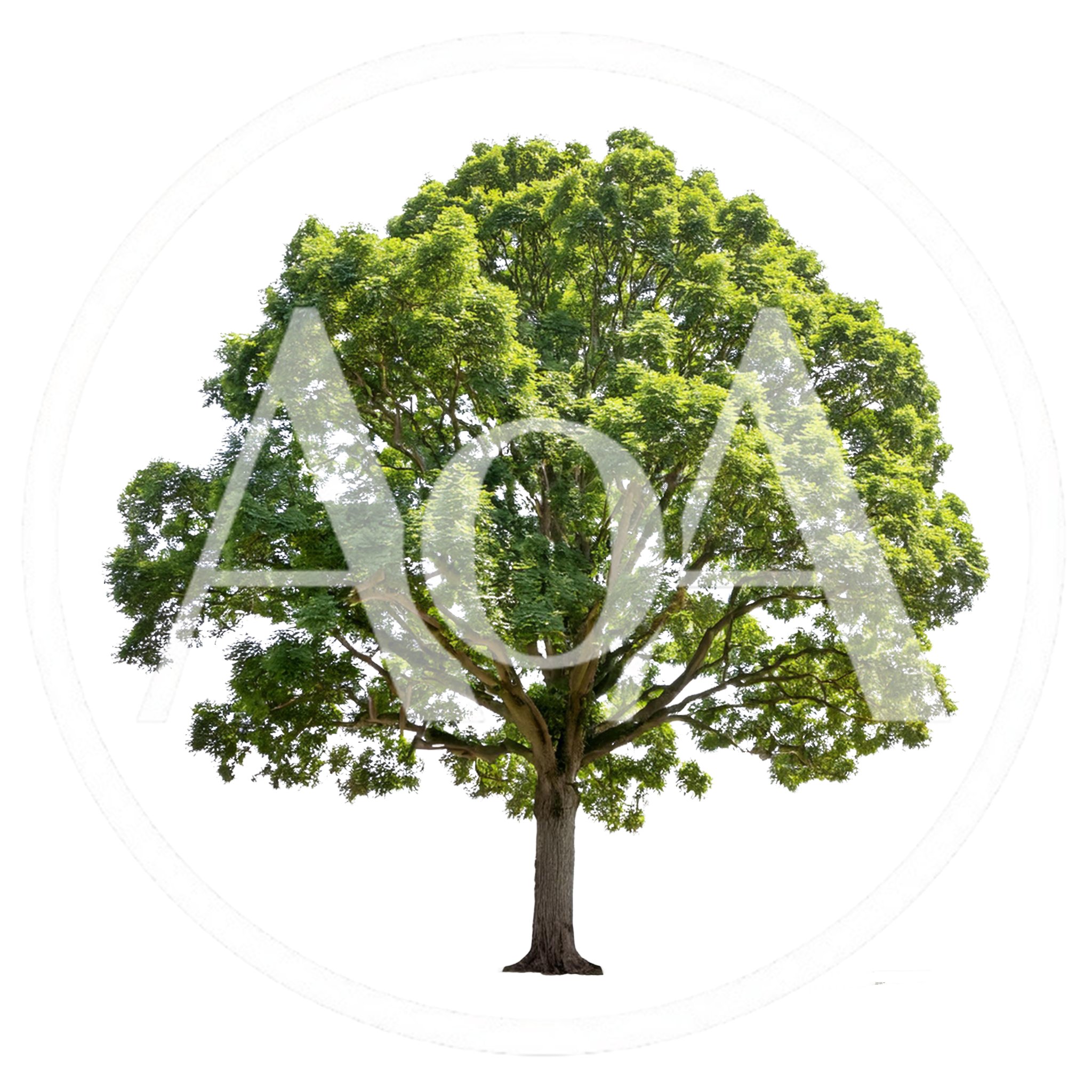 Large Deciduous Tree Isolated On White Background