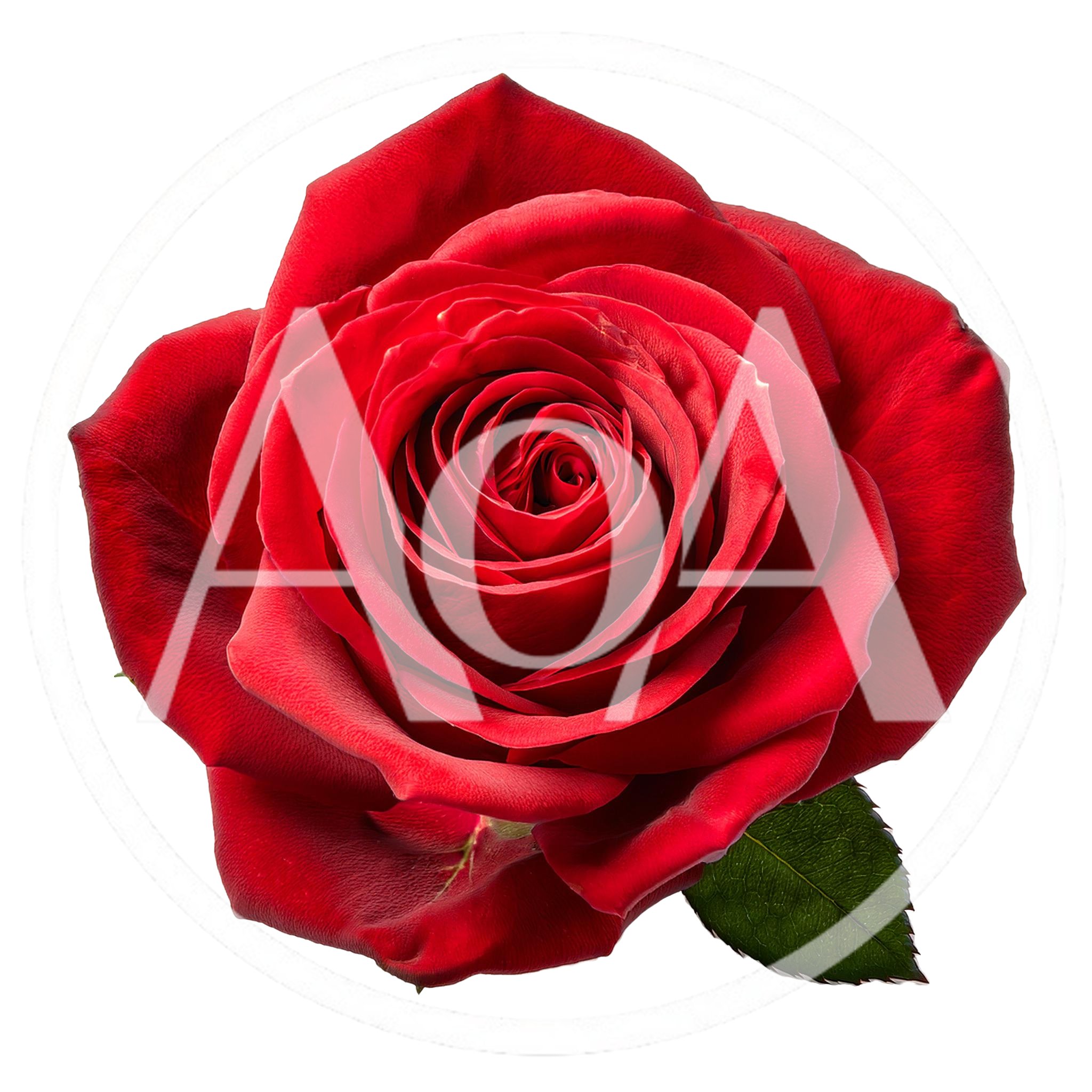 Single Vibrant Red Rose Flower Head