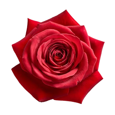 Single Vibrant Red Rose Bloom Isolated On White