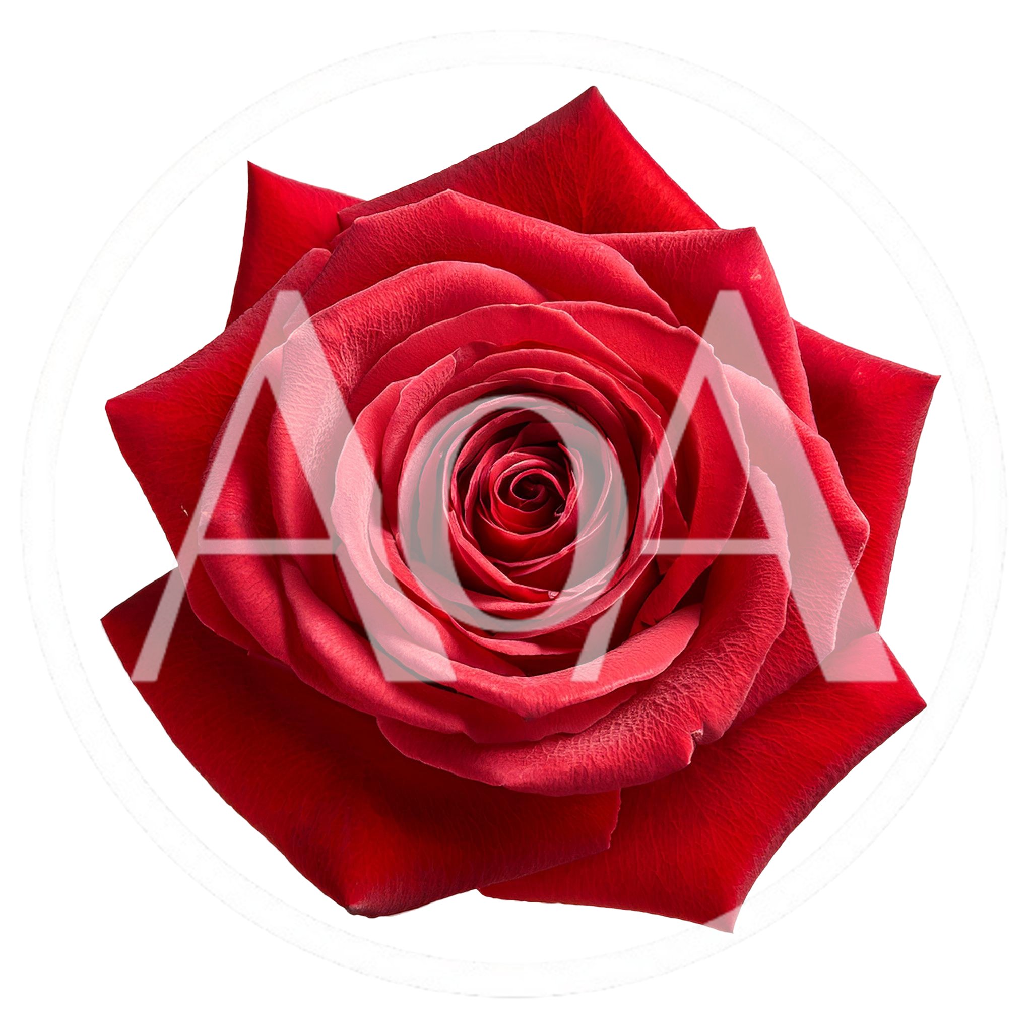 Single Vibrant Red Rose Bloom Isolated On White