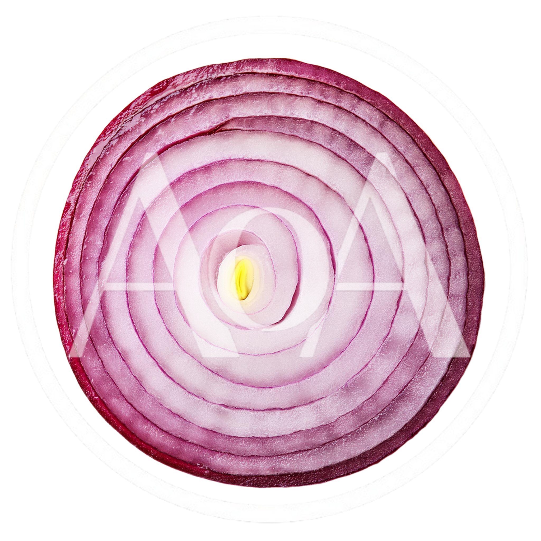 Cross Section Of A Fresh Red Onion