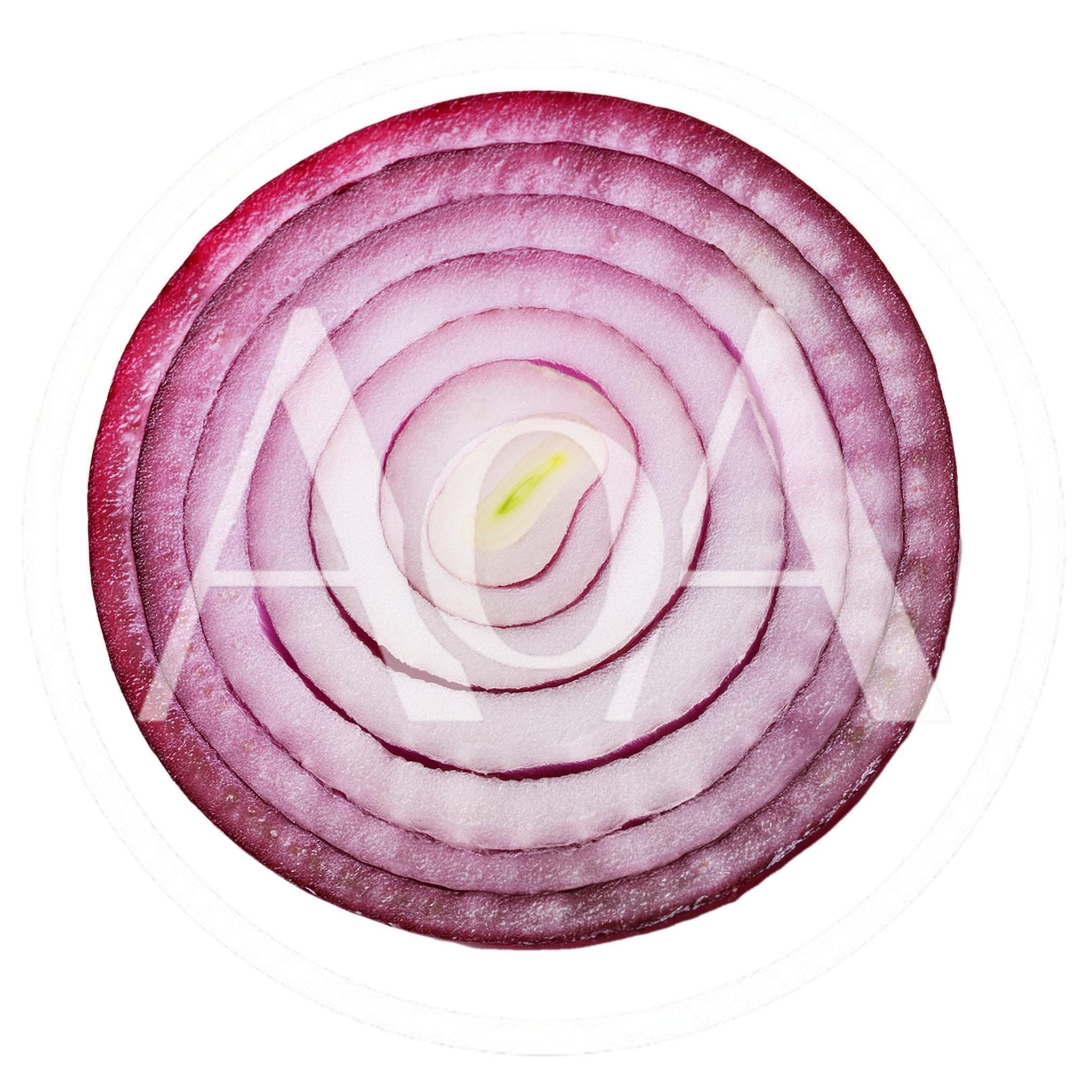 Cross Section Of A Fresh Red Onion